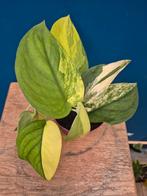 Scindapsus Jade Satin Aurea p10 (1)