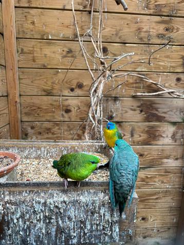 Twee catharina mannen te koop beschikbaar voor biedingen
