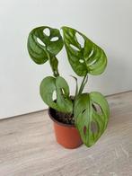 Monstera adansonii, Huis en Inrichting, Kamerplanten, Ophalen of Verzenden, Overige soorten, Minder dan 100 cm