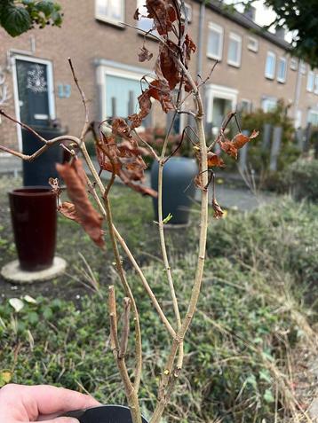 Sering - Wit/Paars/Roze Bloemen beschikbaar voor biedingen