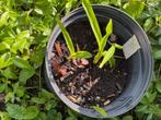 pot met 4 x Roscoea scillifolia, Vaste plant, Halfschaduw, Zomer, Ophalen