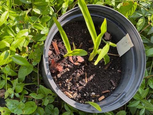 pot met 4 x Roscoea scillifolia, Tuin en Terras, Planten | Tuinplanten, Vaste plant, Overige soorten, Halfschaduw, Zomer, Ophalen