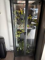 Ikea Milsbo Zwart met Lampen & Extra Platen + Hoya's, Huis en Inrichting, Kamerplanten, Ophalen, Halfschaduw, 150 tot 200 cm