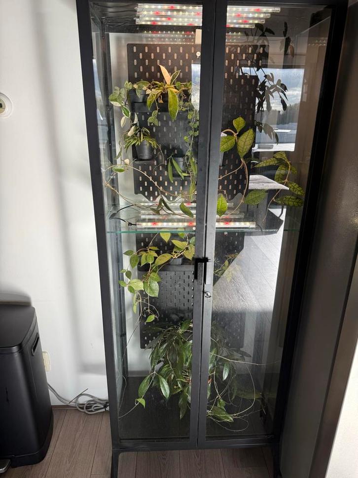 Ikea Milsbo Zwart met Lampen & Extra Platen + Hoya's, Huis en Inrichting, Kamerplanten, 150 tot 200 cm, Halfschaduw, Ophalen