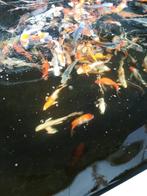 Vijverbak van 200x200x85cm €225 kweekbak quarantaine bassin, Ophalen, Zo goed als nieuw