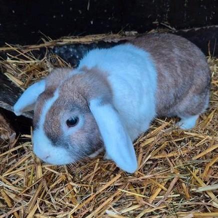 Leuke voedster, Dieren en Toebehoren, Konijnen, Klein, Vrouwelijk, 0 tot 2 jaar, Hangoor