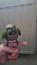 Pyrrhura en roodrug, Mannelijk, Parkiet, Tam