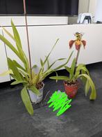 Orchideeën, Ophalen, Volle zon, Minder dan 100 cm