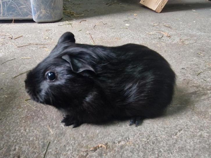 Cavia gladhaar beertje, Dieren en Toebehoren, Knaagdieren, Mannelijk, Cavia, Januari, Tam