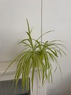 Graslelie mooie kamerplant te koop!, Ophalen