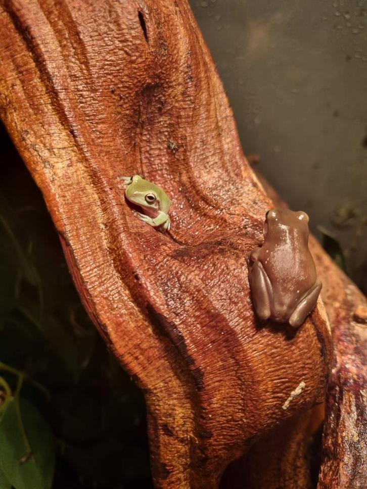 Litoria caerulea koraalteen boomkikker