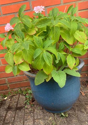 Twee grote hortensia’s circa 50cm hoog roze en wit  beschikbaar voor biedingen