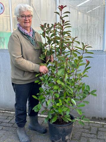 Photinia fraseri Red Robin-Glansmispel 120-140 cm beschikbaar voor biedingen