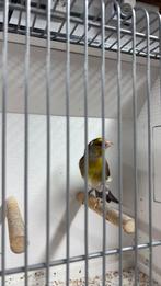 Bastaard putter, Dieren en Toebehoren, Mannelijk, Wildzangvogel, Geringd