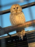 Koppel oeral uilen, Meerdere dieren, Roofvogel, Geringd