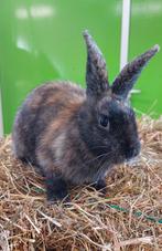 Jonge konijnen, Dieren en Toebehoren, Konijnen, Mannelijk, Middelgroot, 0 tot 2 jaar