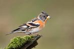 GEZOCHT.    Keep vink,vink ,keepvinken,keep vinken,keepvink,, Dieren en Toebehoren, Vogels | Overige Vogels, Meerdere dieren