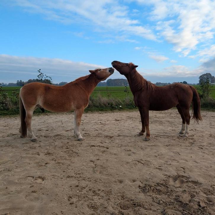 Stalhulp, uitmesthulp gezocht, Dieren en Toebehoren, Paarden en Pony's | Overige Paardenspullen, Gebruikt, Overige soorten, Ophalen