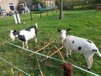 GEZOCHT witte dekbok, Dieren en Toebehoren