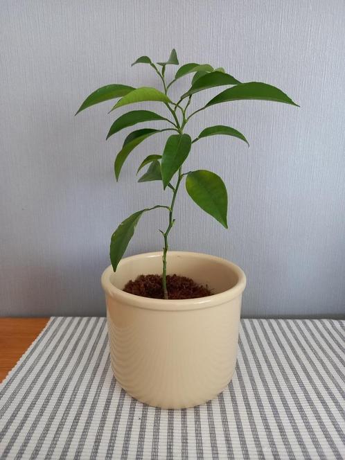 Sinaasappelplant, Huis en Inrichting, Kamerplanten, Fruitplant, Minder dan 100 cm, Bloeiende kamerplant, Halfschaduw, In pot, Ophalen