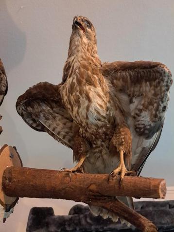 taxidermie taxidermy, Opgezette"buizerd" in eind kuiken tijd beschikbaar voor biedingen
