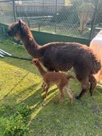 Alpaca merrie met hengst veulen, Dieren en Toebehoren, Overige Dieren, Meerdere dieren, Voor 1 juli 2024