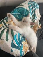 Britse korthaar kitten vrouwtje, Dieren en Toebehoren, Katten en Kittens | Raskatten | Korthaar, Poes