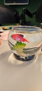 Nep vissen + kleine kom, Dieren en Toebehoren, Vis