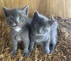 Drie leuke, gezonde kittens, Dieren en Toebehoren, Katten en Kittens | Overige Katten, Meerdere dieren, Kortharig, 0 tot 2 jaar