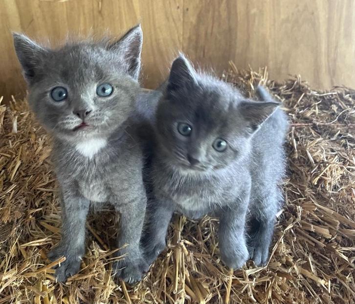 Drie leuke, gezonde kittens, Dieren en Toebehoren, Katten en Kittens | Overige Katten, Kortharig, Meerdere dieren, 0 tot 2 jaar