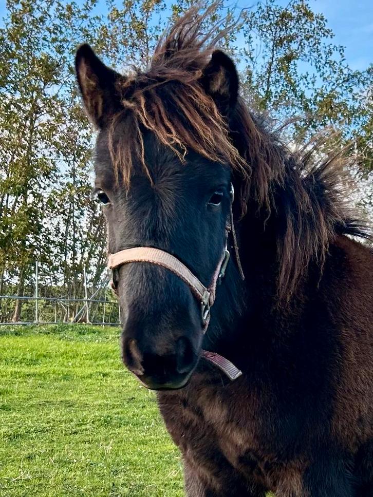Prachtig appaloosa mini hengstje, Dieren en Toebehoren, Pony's, Hengst, Niet van toepassing, A pony (tot 1.17m), 0 tot 2 jaar