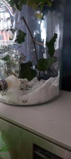 Indiche Wandelende takken eitjes, Dieren en Toebehoren, Insecten en Spinnen, Wandelende tak