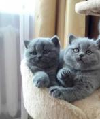 Onze lieve britse korthaar kittens mogen verhuizen, Dieren en Toebehoren, Katten en Kittens | Raskatten | Korthaar, Kater, Ontwormd