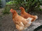 KNUFFELKIPPEN., Dieren en Toebehoren, Pluimvee, Vrouwelijk, Kip