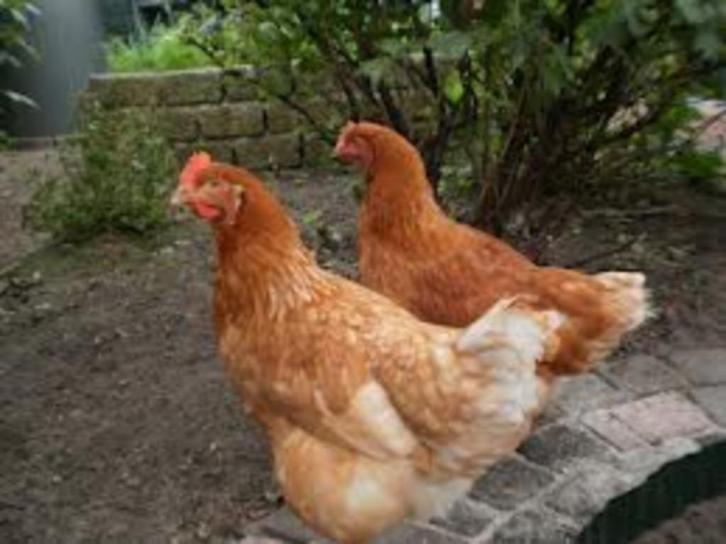 KNUFFELKIPPEN., Dieren en Toebehoren, Pluimvee, Kip, Vrouwelijk