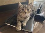 Britse korthaar black silver tabby mag het nest verlaten, Dieren en Toebehoren, Kater