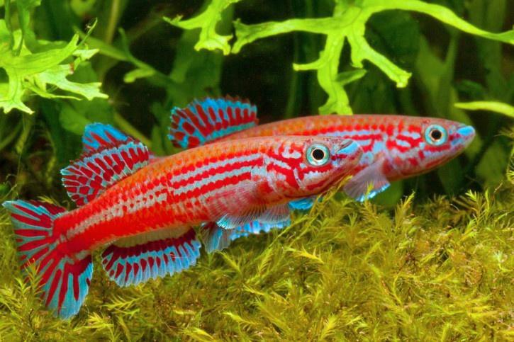Aphyosemion Ogoense p/paar-killivis - Koidreams Viskwekerij, Dieren en Toebehoren, Vissen | Aquariumvissen, Zoetwatervis, Vis
