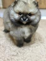 Pomeriaan, Dieren en Toebehoren, België, Particulier, Reu, 8 tot 15 weken
