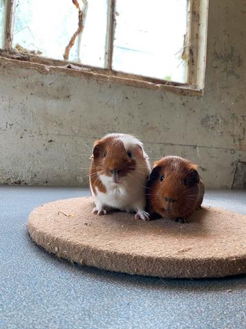 Twee gladhaar cavia beertjes mogen verhuizen beschikbaar voor biedingen
