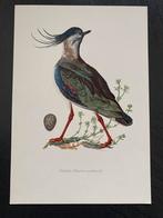 10 prenten steltlopers/ watervogels 16,5x24 samen 20 euro, Ophalen of Verzenden, Natuur en Biologie