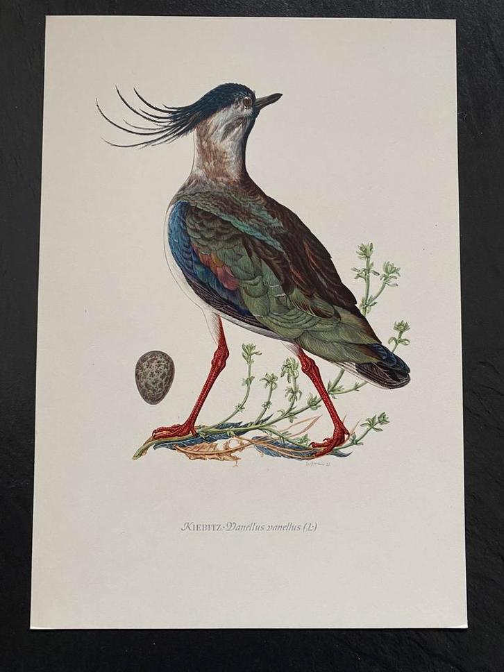 10 prenten steltlopers/ watervogels 16,5x24 samen 20 euro, Antiek en Kunst, Antiek | Schoolplaten, Natuur en Biologie, Ophalen of Verzenden