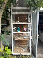 Vogels met kooi, Zangkanarie