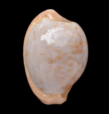 Schelpen: Cypraea fuscorubra 32,3mm (F++/Gem)  beschikbaar voor biedingen