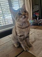 Prachtig kitten/ vrouwtje (X perzisch), Poes, Langharig, 0 tot 2 jaar