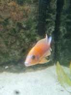 Malawi cichliden / aulonocara fire fish / volwassen vissen, Vis