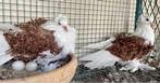 Duif mooi, Dieren en Toebehoren, Vogels | Duiven, Meerdere dieren
