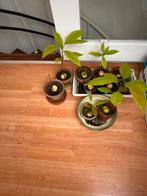 Avocado Planten - Verschillende afmetingen, Ophalen, Volle zon, Vaste plant, Bloeit niet