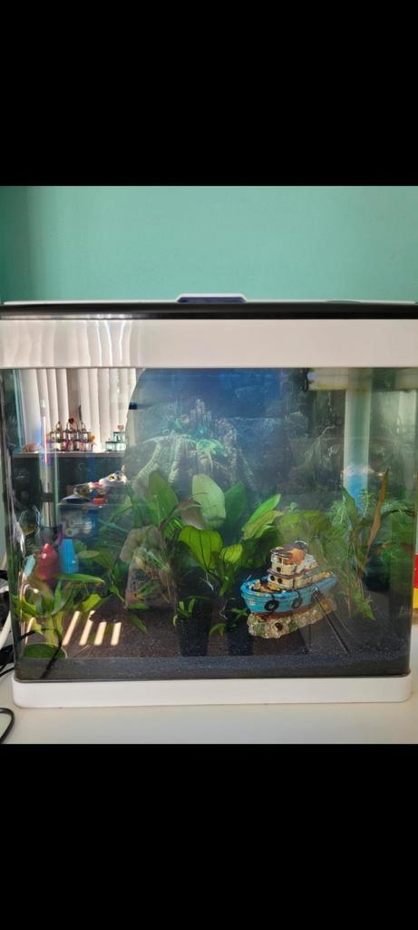 Superfish panorama 50, Dieren en Toebehoren, Vissen | Aquaria en Toebehoren, Leeg aquarium, Ophalen