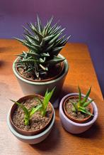 Haworthia Limifolia plantjes, Huis en Inrichting, Kamerplanten, Ophalen, Overige soorten, Minder dan 100 cm