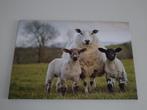 Canvas boerderij schapen 40x60, Huis en Inrichting, Woonaccessoires | Schilderijen, Tekeningen en Foto's, Minder dan 50 cm, Print